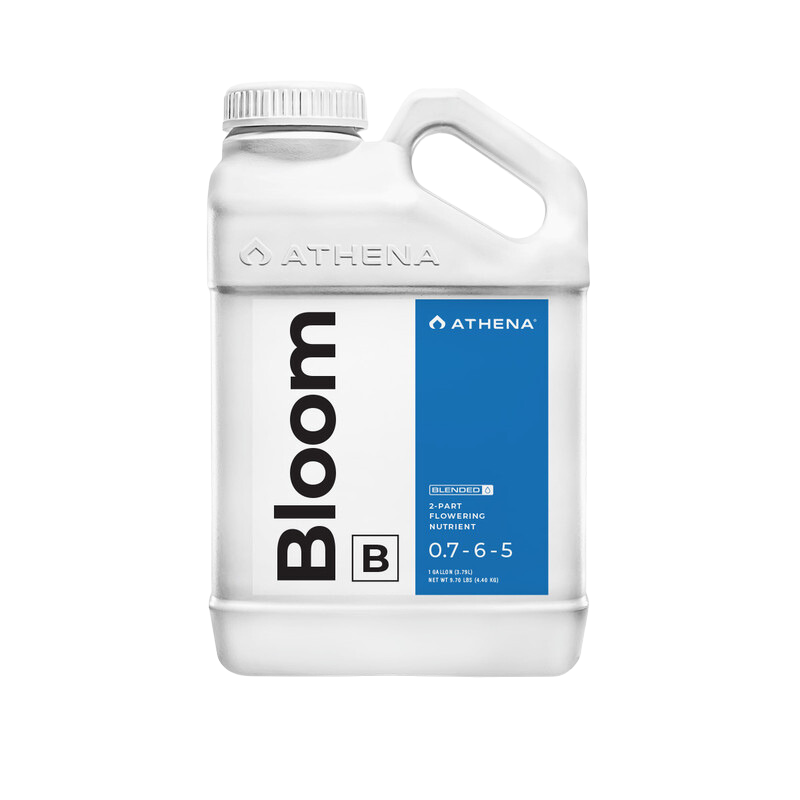 Bloom B