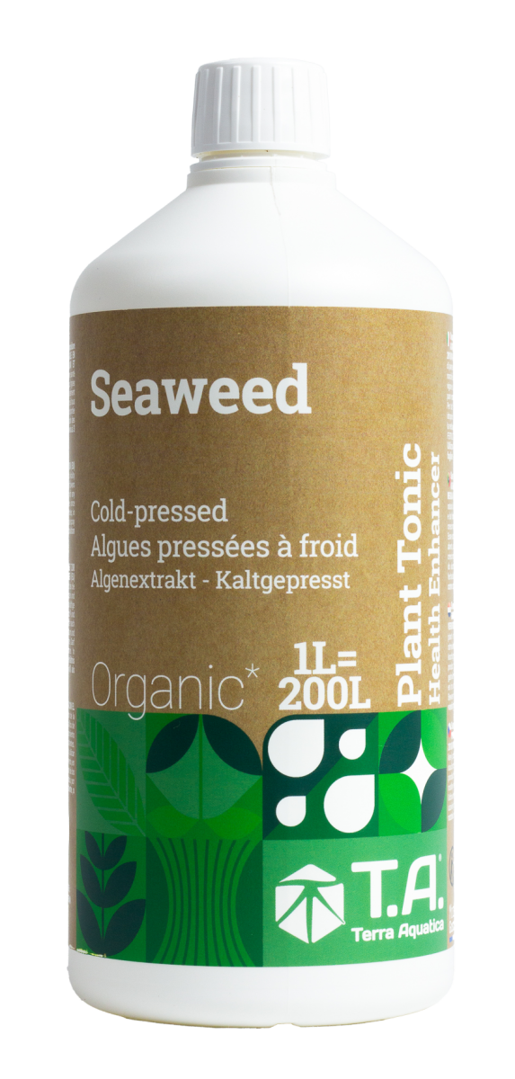 Seaweed